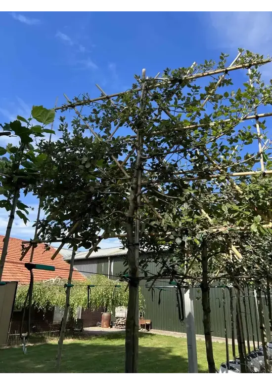 Steineiche Spalierbaum | Quercus Ilex