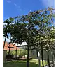 Steineiche Spalierbaum | Quercus Ilex