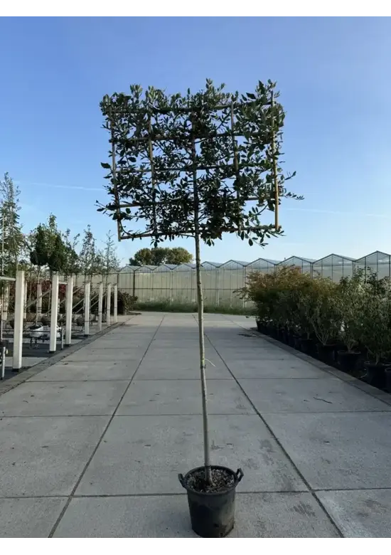 Steineiche Spalierbaum | Quercus Ilex