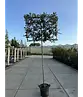 Steineiche Spalierbaum | Quercus Ilex
