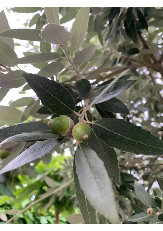 Steineiche Spalierbaum | Quercus Ilex