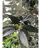 Steineiche Spalierbaum | Quercus Ilex