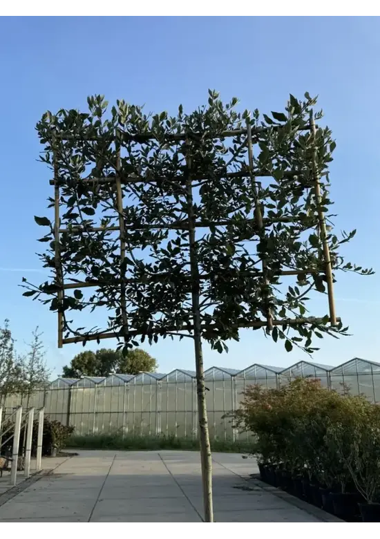 Steineiche Spalierbaum | Quercus Ilex