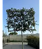 Steineiche Spalierbaum | Quercus Ilex