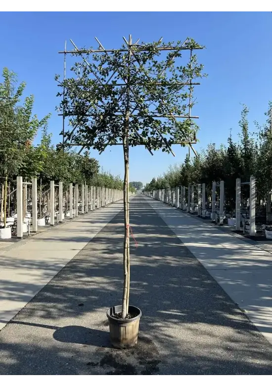 Steineiche Spalierbaum | Quercus Ilex
