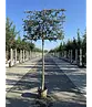 Steineiche Spalierbaum | Quercus Ilex