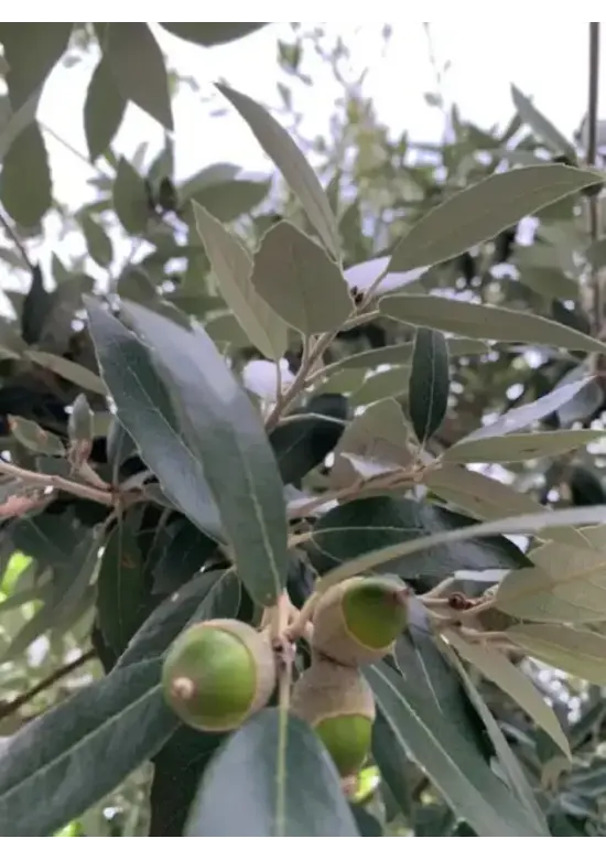 Steineiche Spalierbaum | Quercus Ilex