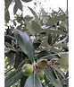 Steineiche Spalierbaum | Quercus Ilex