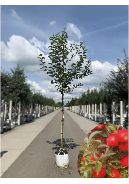 Apfelbaum 'Elstar' | Malus domestica 'Elstar'