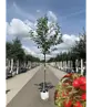 Apfelbaum 'Elstar' | Malus domestica 'Elstar'