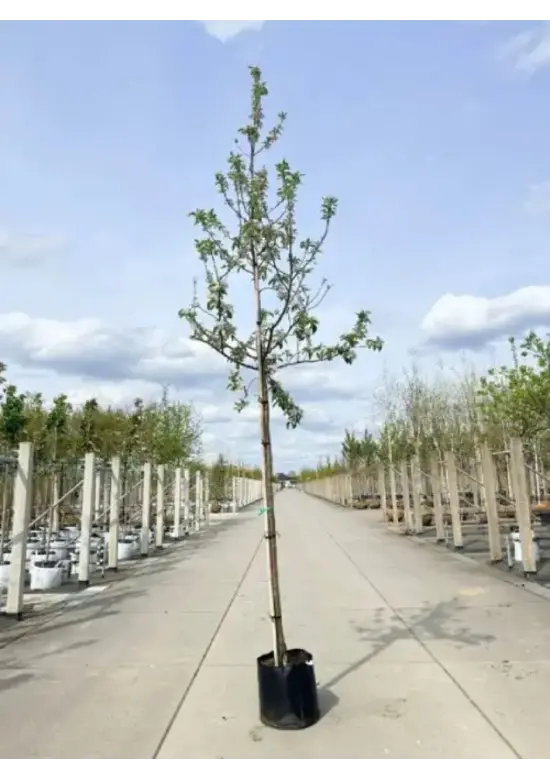 Apfelbaum 'Elstar' | Malus domestica 'Elstar'