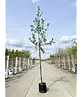 Apfelbaum 'Elstar' | Malus domestica 'Elstar'