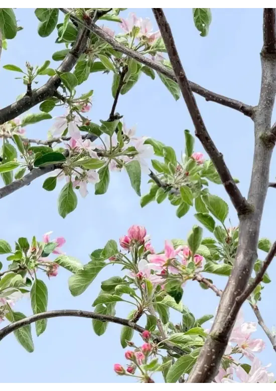 Apfelbaum 'Elstar' | Malus domestica 'Elstar'