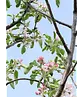 Apfelbaum 'Elstar' | Malus domestica 'Elstar'