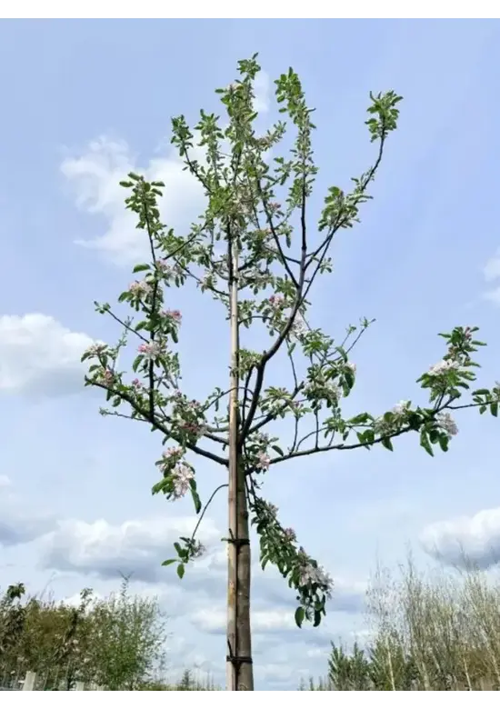 Apfelbaum 'Elstar' | Malus domestica 'Elstar'