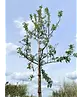 Apfelbaum 'Elstar' | Malus domestica 'Elstar'