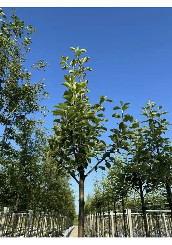 Apfelbaum 'Elstar' | Malus domestica 'Elstar'