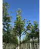 Apfelbaum 'Elstar' | Malus domestica 'Elstar'