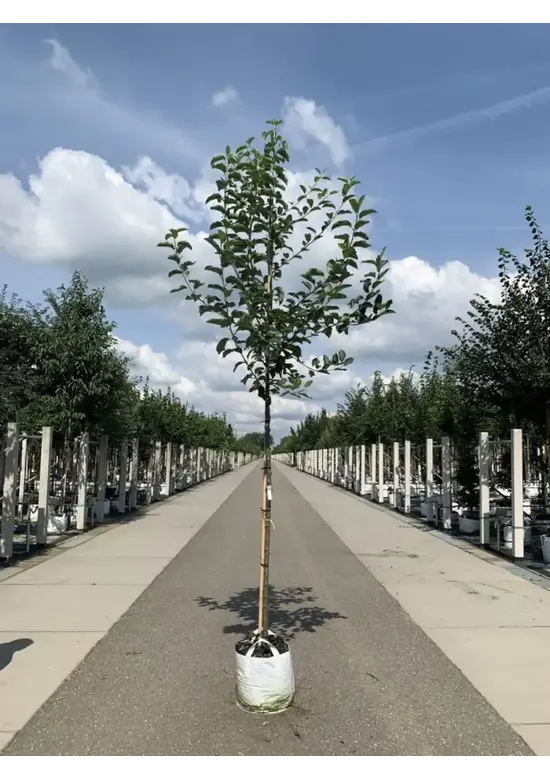 Apfelbaum 'Elstar' | Malus domestica 'Elstar'