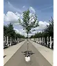 Apfelbaum 'Elstar' | Malus domestica 'Elstar'