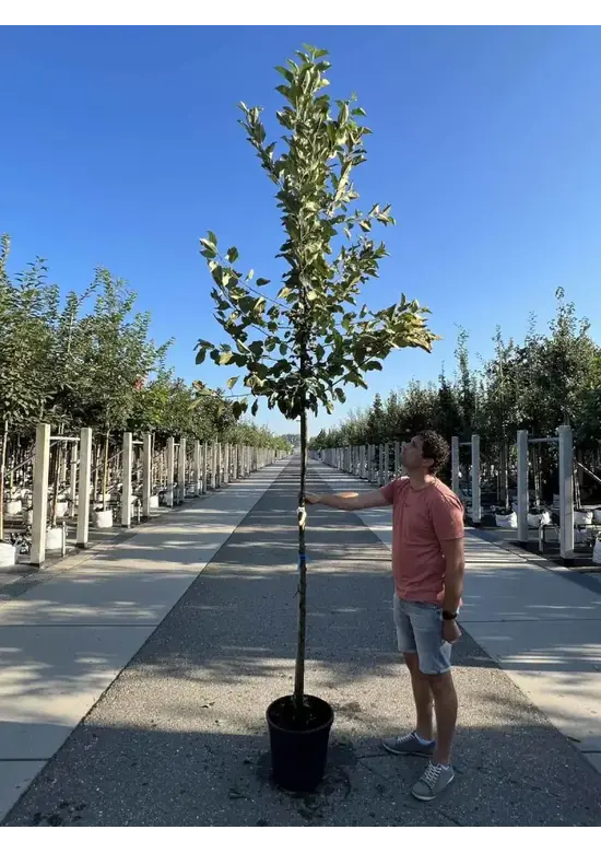 Apfelbaum 'Elstar' | Malus domestica 'Elstar'