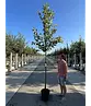 Apfelbaum 'Elstar' | Malus domestica 'Elstar'