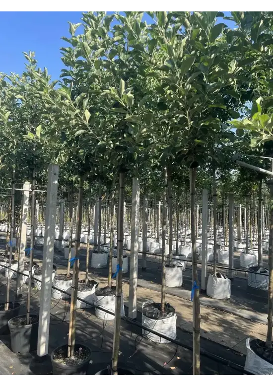 Apfelbaum 'Elstar' | Malus domestica 'Elstar'