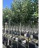 Apfelbaum 'Elstar' | Malus domestica 'Elstar'