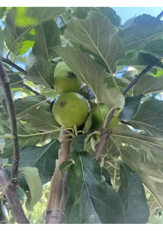 Apfelbaum 'Elstar' | Malus domestica 'Elstar'