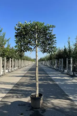 Stechpalme Spalier | Ilex mutchagara 'Nellie R.Stevens'