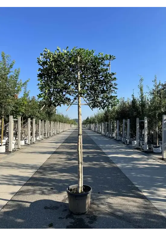 Stechpalme Spalier | Ilex mutchagara 'Nellie R.Stevens'