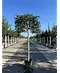 Stechpalme Spalier | Ilex mutchagara 'Nellie R.Stevens'
