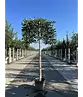 Stechpalme Spalier | Ilex mutchagara 'Nellie R.Stevens'