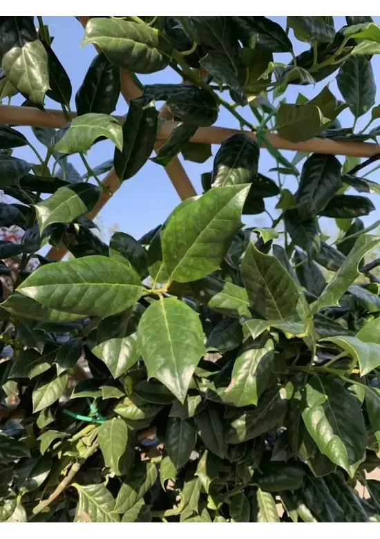 Stechpalme Spalier | Ilex mutchagara 'Nellie R.Stevens'