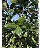 Stechpalme Spalier | Ilex mutchagara 'Nellie R.Stevens'