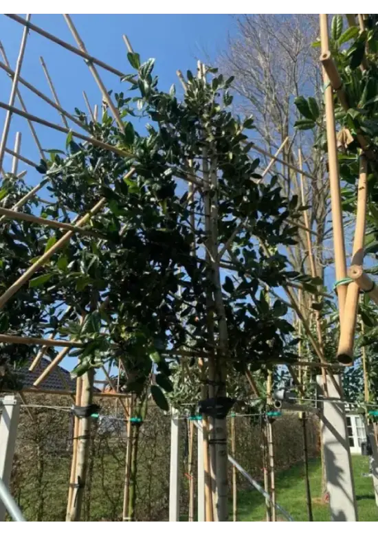 Stechpalme Spalier | Ilex mutchagara 'Nellie R.Stevens'