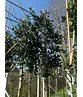 Stechpalme Spalier | Ilex mutchagara 'Nellie R.Stevens'