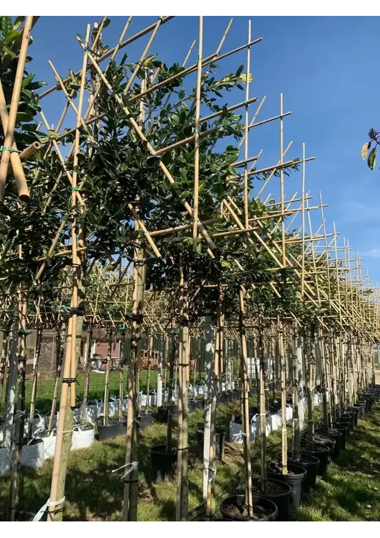 Stechpalme Spalier | Ilex mutchagara 'Nellie R.Stevens'