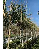 Stechpalme Spalier | Ilex mutchagara 'Nellie R.Stevens'