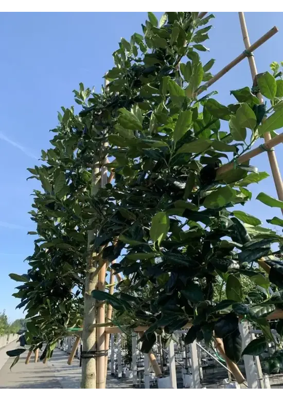 Stechpalme Spalier | Ilex mutchagara 'Nellie R.Stevens'