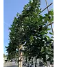 Stechpalme Spalier | Ilex mutchagara 'Nellie R.Stevens'