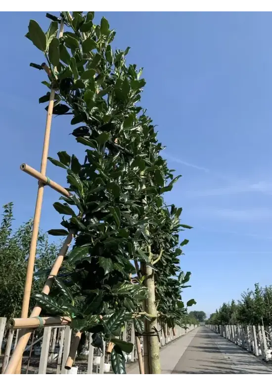 Stechpalme Spalier | Ilex mutchagara 'Nellie R.Stevens'