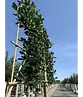Stechpalme Spalier | Ilex mutchagara 'Nellie R.Stevens'
