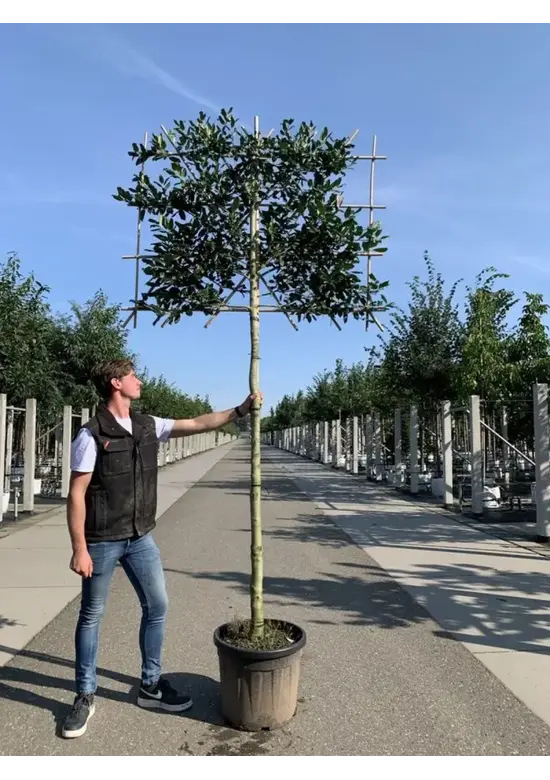 Stechpalme Spalier | Ilex mutchagara 'Nellie R.Stevens'