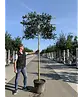 Stechpalme Spalier | Ilex mutchagara 'Nellie R.Stevens'