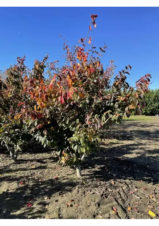 Eisenholzbaum mehrstämmig | Parrotia persica