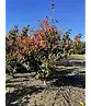 Eisenholzbaum mehrstämmig | Parrotia persica
