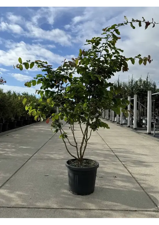 Eisenholzbaum mehrstämmig | Parrotia persica