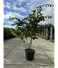 Eisenholzbaum mehrstämmig | Parrotia persica