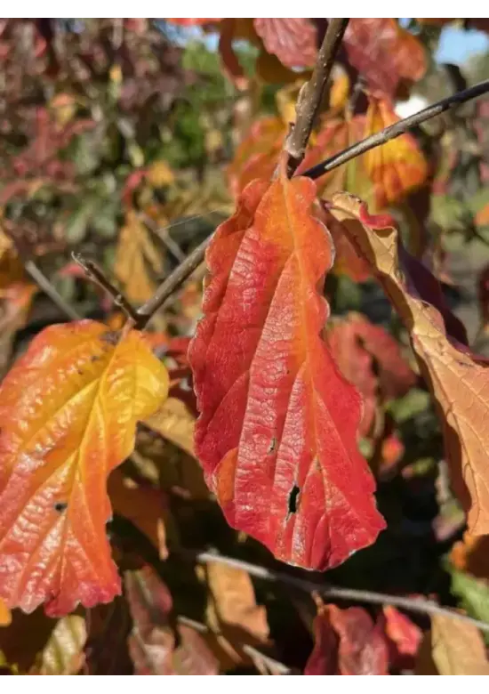 Eisenholzbaum mehrstämmig | Parrotia persica
